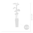 BLOOMIQUE - 2x Vitis Vinifera 'Vroege van der Laan' - Plant de raisin - Raisins blancs - P. 14 cm - H. 60-70cm - vignette