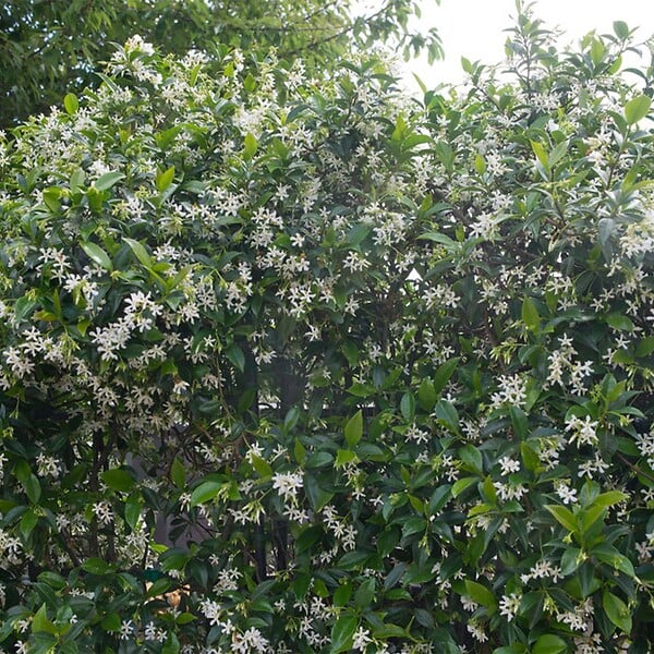 BLOOMIQUE - Lot de 2 - Trachelospermum jasminoides - Jasmin étoilé jaune - H. 50-70 cm - P. 15 cm - large