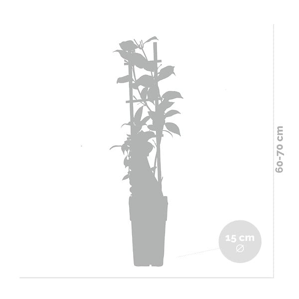 BLOOMIQUE - Lot de 2 - Trachelospermum jasminoides - Jasmin étoilé jaune - H. 50-70 cm - P. 15 cm - large