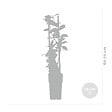 BLOOMIQUE - Lot de 2 - Trachelospermum jasminoides - Jasmin étoilé jaune - H. 50-70 cm - P. 15 cm - vignette