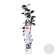 BLOOMIQUE - Trachelospermum jasminoides - Jasmin étoilé rose - Plantes grimpantes - H. 50-70 cm - P. 15 cm - vignette