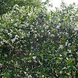 BLOOMIQUE - Trachelospermum jasminoides - Jasmin étoilé rose - Plantes grimpantes - H. 50-70 cm - P. 15 cm - vignette