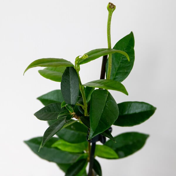 BLOOMIQUE - Lot de 3 - Trachelospermum Jasminoides - Jasmin étoilé - Plante grimpante - Rustique - 15-20 cm - large