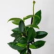 BLOOMIQUE - Lot de 3 - Trachelospermum Jasminoides - Jasmin étoilé - Plante grimpante - Rustique - 15-20 cm - vignette