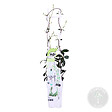 BLOOMIQUE - Trachelospermum jasminoides - Jasmin de Toscane - Blanc - Grimpante - H. 50-70 cm - P. 15 cm - vignette