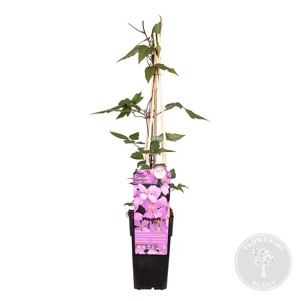 BLOOMIQUE - Clematis montana 'Rubens' - Clématite rose clair - Plantes grimpantes - H. 50-70 cm - P. 15 cm - large