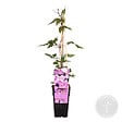 BLOOMIQUE - Clematis montana 'Rubens' - Clématite rose clair - Plantes grimpantes - H. 50-70 cm - P. 15 cm - vignette