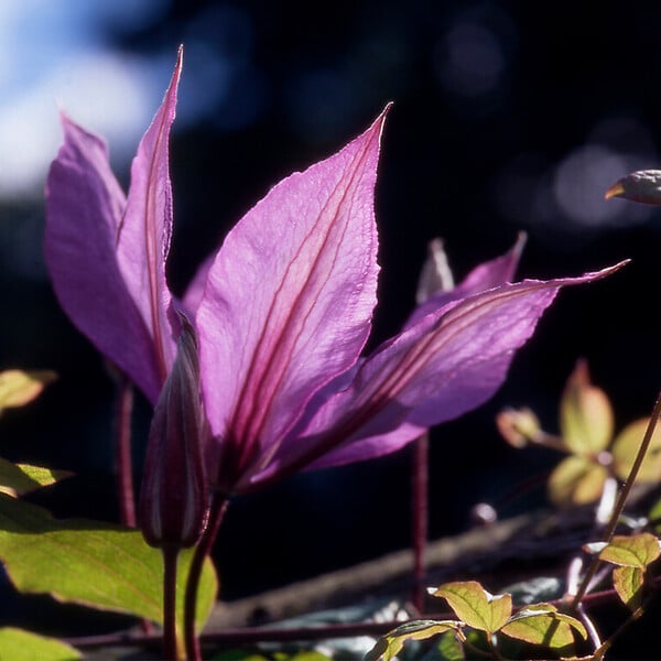 BLOOMIQUE - Clématite Hagley Hybride - Vigne forestière - Rose - Pot 15 cm - 70-80 cm de haut - large