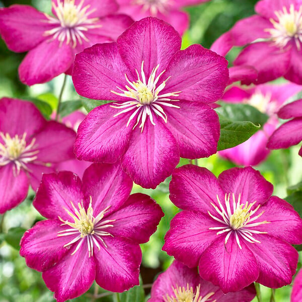 BLOOMIQUE - Clématite Ville de Lyon - Vigne forestière - Rose foncé - Plantes grimpantes - P. 15cm - H. 70-80 cm - large