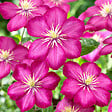 BLOOMIQUE - Clématite Ville de Lyon - Vigne forestière - Rose foncé - Plantes grimpantes - P. 15cm - H. 70-80 cm - vignette