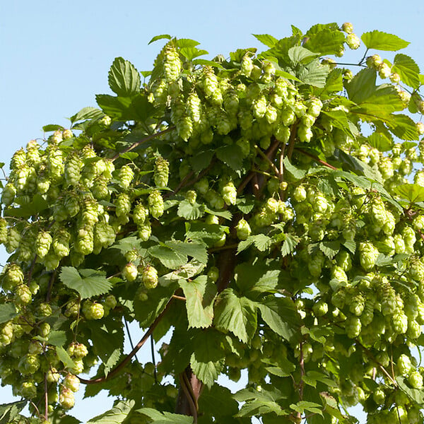 BLOOMIQUE - Lot de 2 - Humulus Lupulus - Plante de Houblon - P. 15 cm - H. 70-80 cm - large