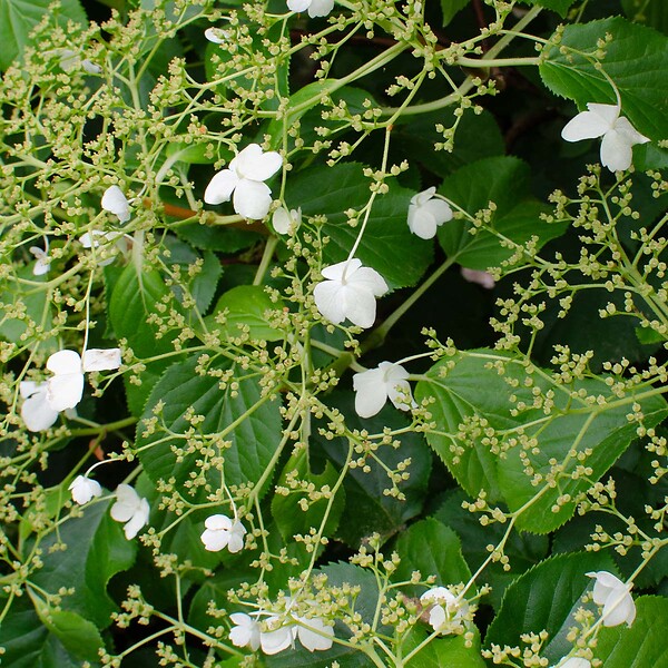 BLOOMIQUE - Lot de 2 - Hydrangea petiolaris - Hortensia grimpant - Plantes grimpantes - H. 50-70 cm - P. 15 cm - large
