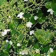 BLOOMIQUE - Lot de 2 - Hydrangea petiolaris - Hortensia grimpant - Plantes grimpantes - H. 50-70 cm - P. 15 cm - vignette