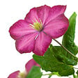 BLOOMIQUE - Set van 2 - Clematis Ville de Lyon - Bosrank - Donkerroze - Klimplanten - Tuinplanten - P. 15cm - vignette
