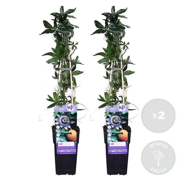 BLOOMIQUE - Lot de 2 - Passiflora caerulea - Fleur de la passion - Bleu & blanc - H. 50-70 cm - P. 15 cm - large