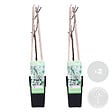 BLOOMIQUE - Lot de 2 - Wisteria floribunda 'Alba' - Glycine blanche - H. 50-70 cm - P. 15 cm - vignette