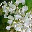 BLOOMIQUE - Lot de 2 - Wisteria floribunda 'Alba' - Glycine blanche - H. 50-70 cm - P. 15 cm - vignette