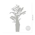 BLOOMIQUE - Lot de 2 - Wisteria floribunda 'Alba' - Glycine blanche - H. 50-70 cm - P. 15 cm - vignette