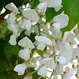 BLOOMIQUE - Wisteria floribunda 'Alba' - Glycine blanche - Grimpante - Plante de jardin - H. 50-70 cm - P. 15 cm - vignette