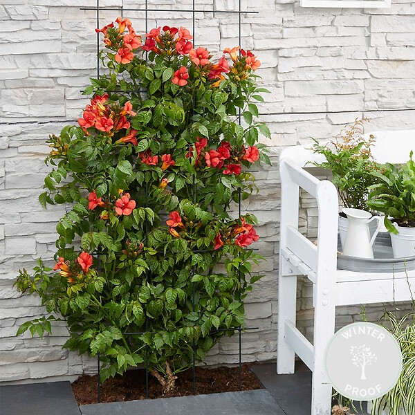 BLOOMIQUE - Campsis radicans 'Flamengo' - Bignone rouge - Plantes grimpantes - H. 50-70 cm - P. 15 cm - large