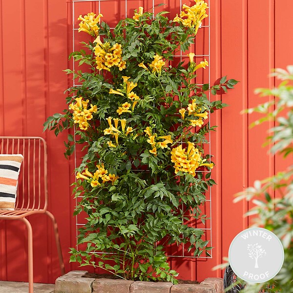 BLOOMIQUE - Campsis radicans 'Flava' - Bignone jaune - Plantes grimpantes - H. 50-70 cm - P. 15 cm - large