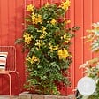 BLOOMIQUE - Campsis radicans 'Flava' - Bignone jaune - Plantes grimpantes - H. 50-70 cm - P. 15 cm - vignette