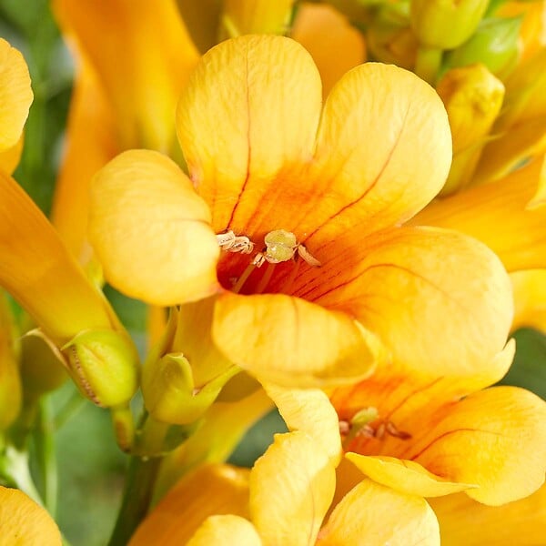 BLOOMIQUE - Campsis radicans 'Flava' - Bignone jaune - Plantes grimpantes - H. 50-70 cm - P. 15 cm - large