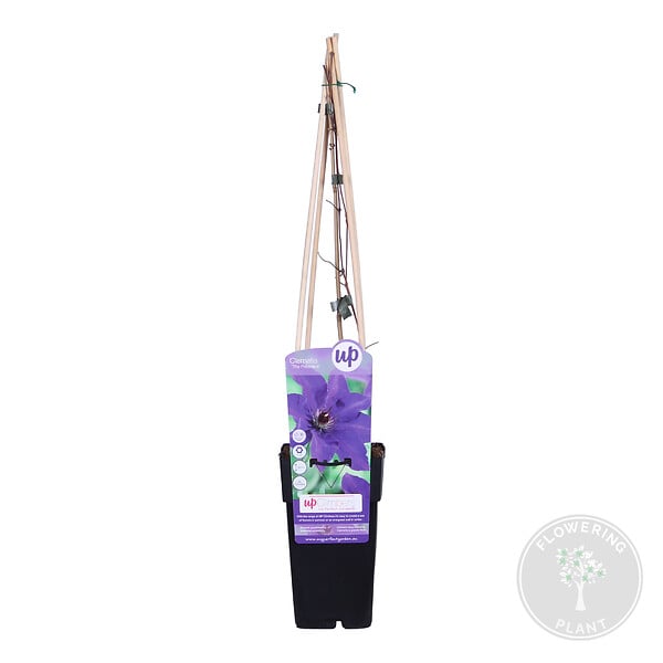 BLOOMIQUE - Clematis 'The President' - Clématite violette - Plantes grimpantes - H. 50-70 cm - P. 15 cm - large