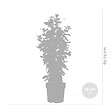 BLOOMIQUE - Mandevilla Sundaville - Jasmin du Chili - Rouge - Plantes de jardin - Hauteur 70-90 cm - Pot 19 cm - vignette