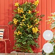 BLOOMIQUE - Lot de 2 - Campsis radicans 'Flava' - Bignone jaune - Plantes grimpantes - H. 50-70 cm - P. 15 cm - vignette