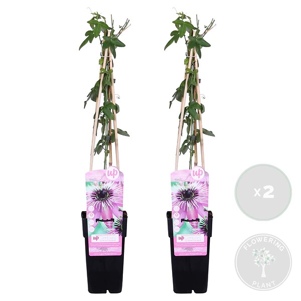 BLOOMIQUE - Lot de 2 - Passiflora 'Purple Haze' - Fleur de la passion - Violette - H. 50-70 cm - P. 15 cm - large