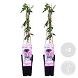 BLOOMIQUE - Lot de 2 - Passiflora 'Purple Haze' - Fleur de la passion - Violette - H. 50-70 cm - P. 15 cm - vignette