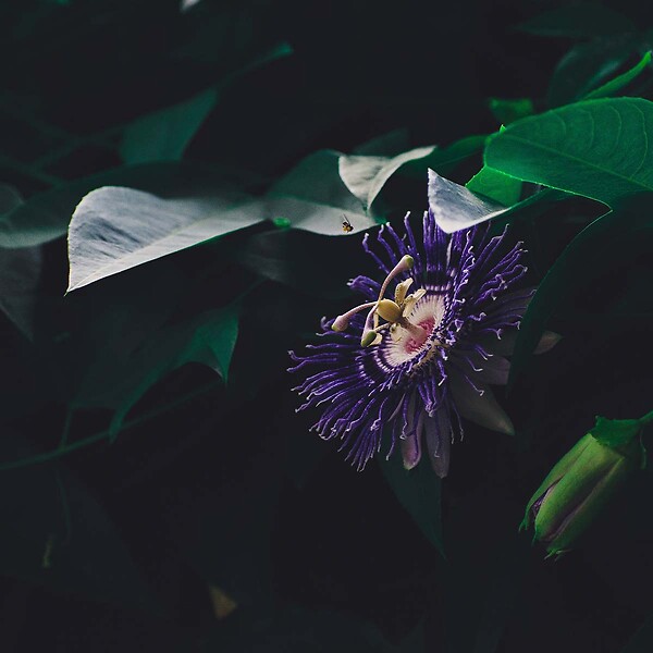 BLOOMIQUE - Lot de 2 - Passiflora 'Purple Haze' - Fleur de la passion - Violette - H. 50-70 cm - P. 15 cm - large