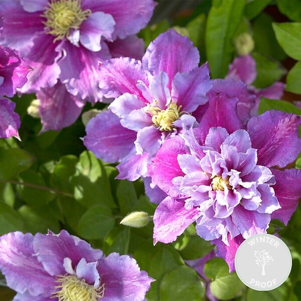 BLOOMIQUE - Clematis 'Piilu' - Clématite à grandes fleurs - Rose-violet - H. 50-70 cm - P. 15 cm - large