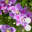 BLOOMIQUE - Lot de 2 - Clematis 'Piilu' - Clématite à grandes fleurs - Rose-violet - H. 50-70 cm - P. 15 cm - vignette