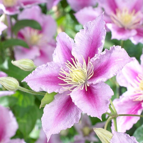 BLOOMIQUE - Lot de 2 - Clematis 'Piilu' - Clématite à grandes fleurs - Rose-violet - H. 50-70 cm - P. 15 cm - large