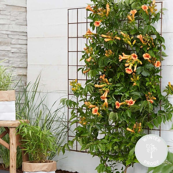 BLOOMIQUE - Campsis radicans 'Galen' - Bignone orange - Grimpante - Plante de jardin - H. 50-70 cm - P. 15 cm - large