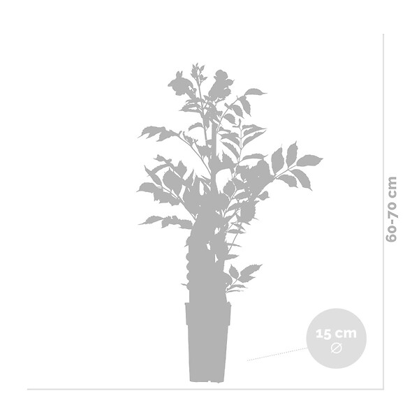 BLOOMIQUE - Campsis radicans 'Galen' - Bignone orange - Grimpante - Plante de jardin - H. 50-70 cm - P. 15 cm - large