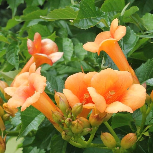 BLOOMIQUE - Campsis radicans 'Galen' - Bignone orange - Grimpante - Plante de jardin - H. 50-70 cm - P. 15 cm - large