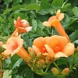 BLOOMIQUE - Campsis radicans 'Galen' - Bignone orange - Grimpante - Plante de jardin - H. 50-70 cm - P. 15 cm - vignette