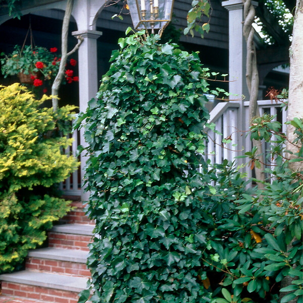 BLOOMIQUE - Hedera Hibernica - Lierre à grandes feuilles - Persistant - P. 15cm - H. 70-80 cm - large