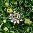 BLOOMIQUE - Passiflora caerulea - Fleur de la passion - Bleue & blanche - Grimpante - H. 50-70 cm - P. 15 cm - vignette