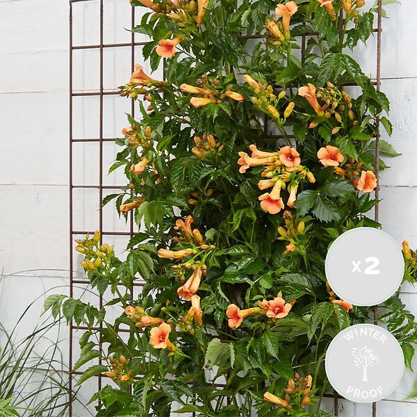 BLOOMIQUE - Lot de 2 - Campsis radicans 'Galen' - Bignone orange - Plantes grimpantes - H. 50-70 cm - P. 15 cm - large