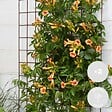 BLOOMIQUE - Lot de 2 - Campsis radicans 'Galen' - Bignone orange - Plantes grimpantes - H. 50-70 cm - P. 15 cm - vignette