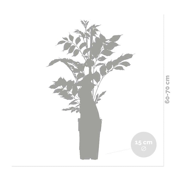 BLOOMIQUE - Lot de 2 - Campsis radicans 'Galen' - Bignone orange - Plantes grimpantes - H. 50-70 cm - P. 15 cm - large