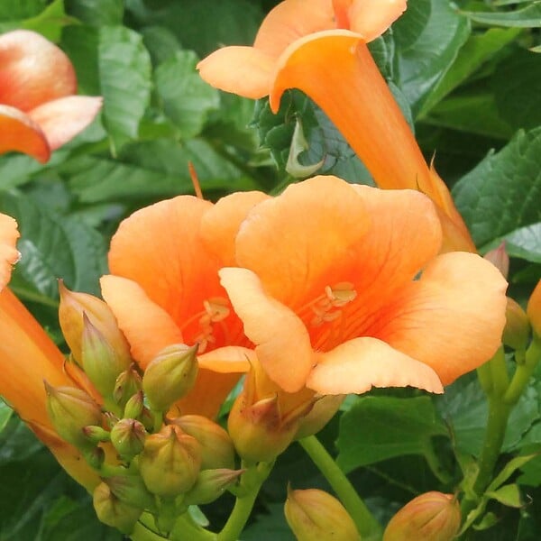BLOOMIQUE - Lot de 2 - Campsis radicans 'Galen' - Bignone orange - Plantes grimpantes - H. 50-70 cm - P. 15 cm - large