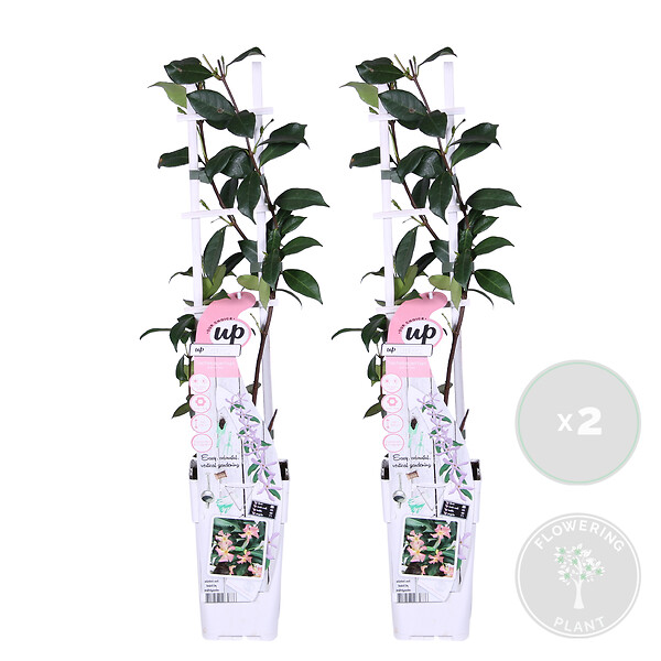 BLOOMIQUE - Lot de 2 - Trachelospermum jasminoides - Jasmin étoilé rose - H. 50-70 cm - P. 15 cm - large