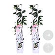 BLOOMIQUE - Lot de 2 - Trachelospermum jasminoides - Jasmin étoilé rose - H. 50-70 cm - P. 15 cm - vignette