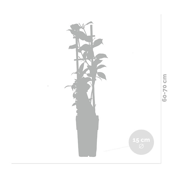 BLOOMIQUE - Lot de 2 - Trachelospermum jasminoides - Jasmin étoilé rose - H. 50-70 cm - P. 15 cm - large