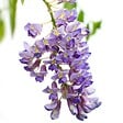 BLOOMIQUE - Lot de 2 - Wisteria sinensis 'Prolific' - Glycine bleue - H. 50-70 cm - P. 15 cm - vignette